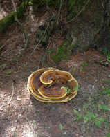 Phaeolus schweinitzii, growth habitat of a fresh fruiting body.